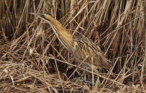 Bittern